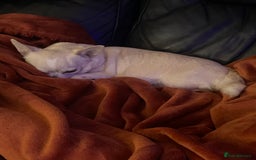 Chihuahua dogs for sale: Kc registered pedigree blue+white chihuahua pups - Image 5