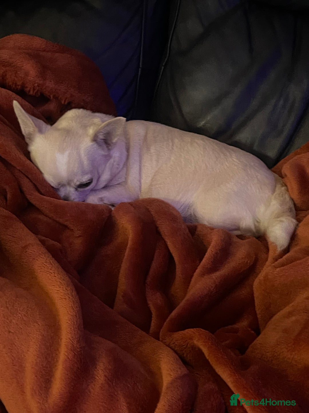 Chihuahua dogs for sale: Kc registered pedigree blue+white chihuahua pups - Image 5