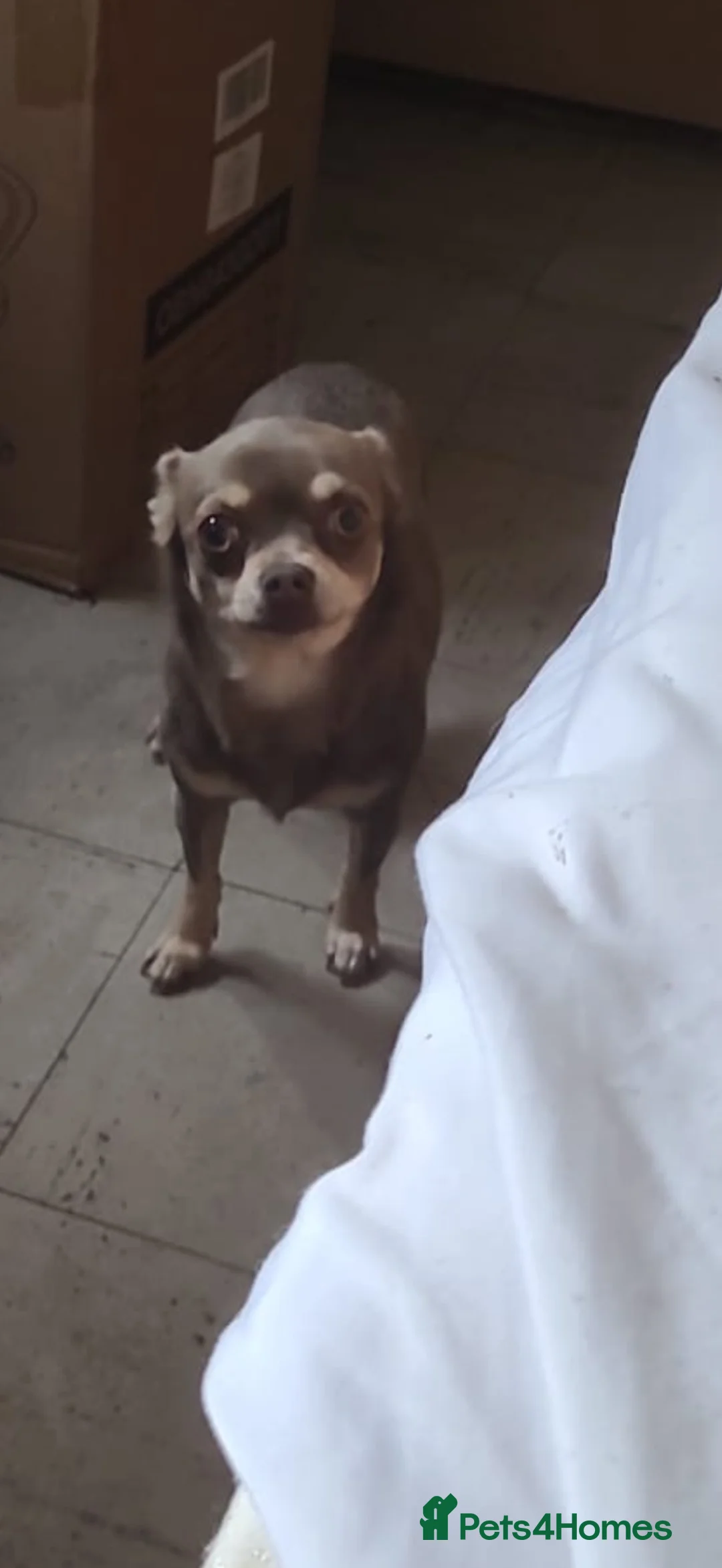 Chihuahua dogs for sale: BLUEBELL - Advert 2
