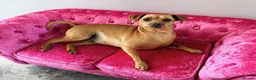 Miniature Pinscher dogs for sale: Miniature Doberman Pinscher Puppies  - Advert 11
