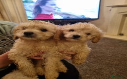 Cavapoo dogs for sale: Two beautiful cavapoo pups for sale - Advert 6