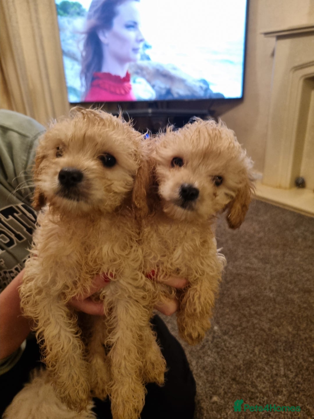 Cavapoo dogs for sale: Two beautiful cavapoo pups for sale - Advert 6