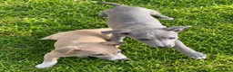 Italian Greyhound dogs for sale: Italian greyhound x whippet - Advert 4