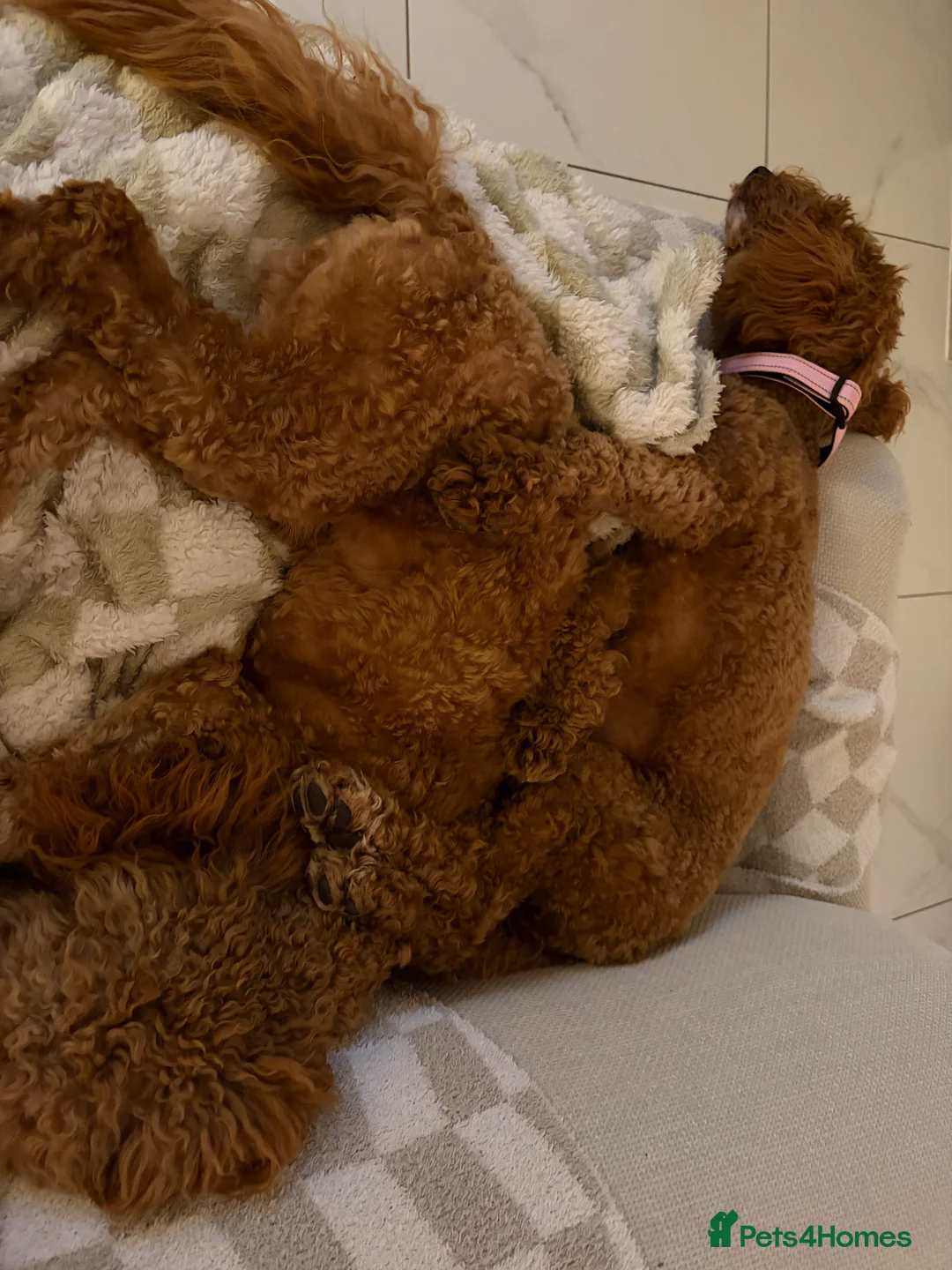 Cockapoo dogs for sale: Two Cockapoo (9 month)  - Advert 3