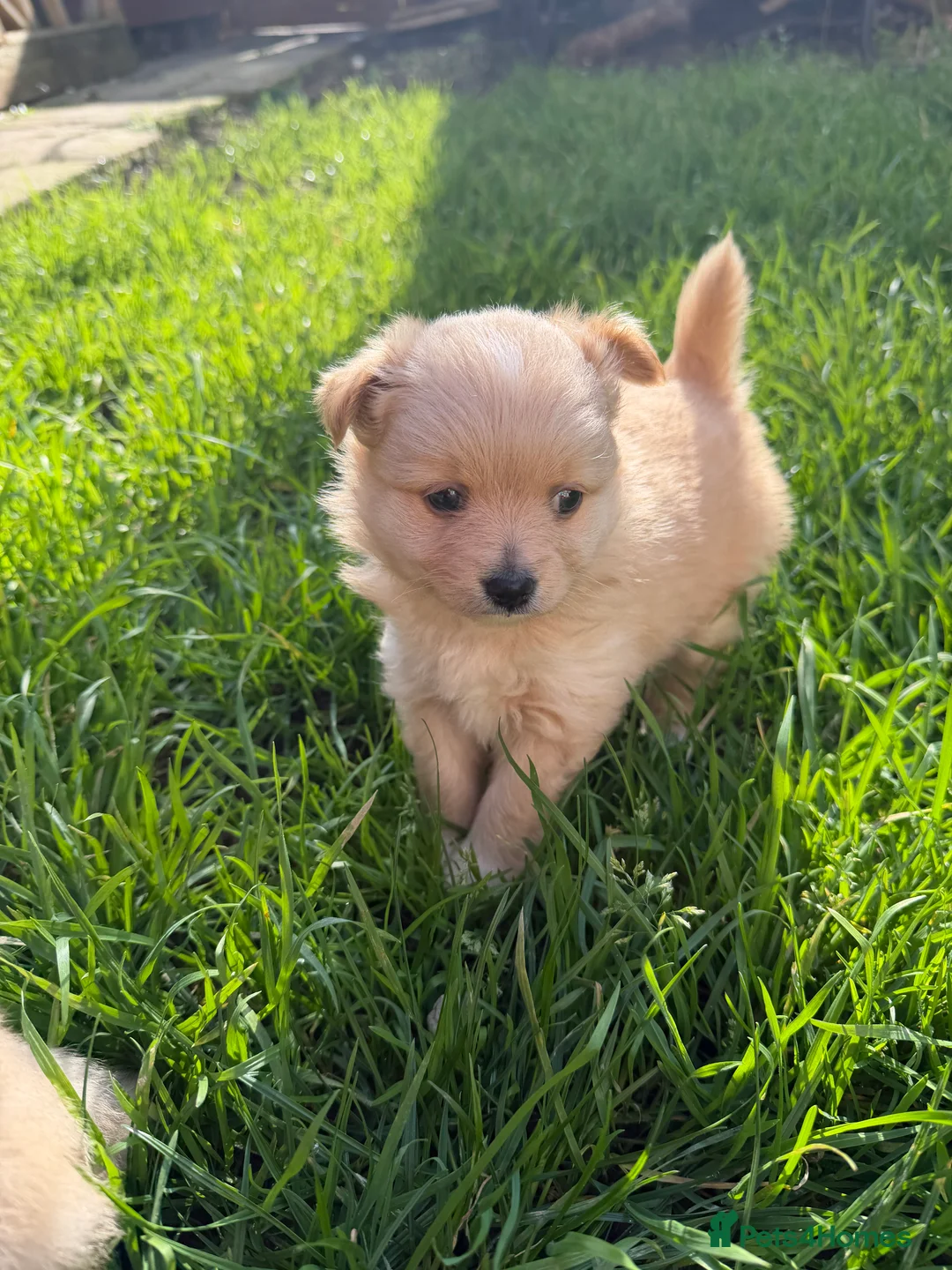 Pomeranian dogs for sale: Adorable puppies - Advert 1