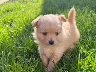 Pomeranian dogs Adorable puppies - Advert 2