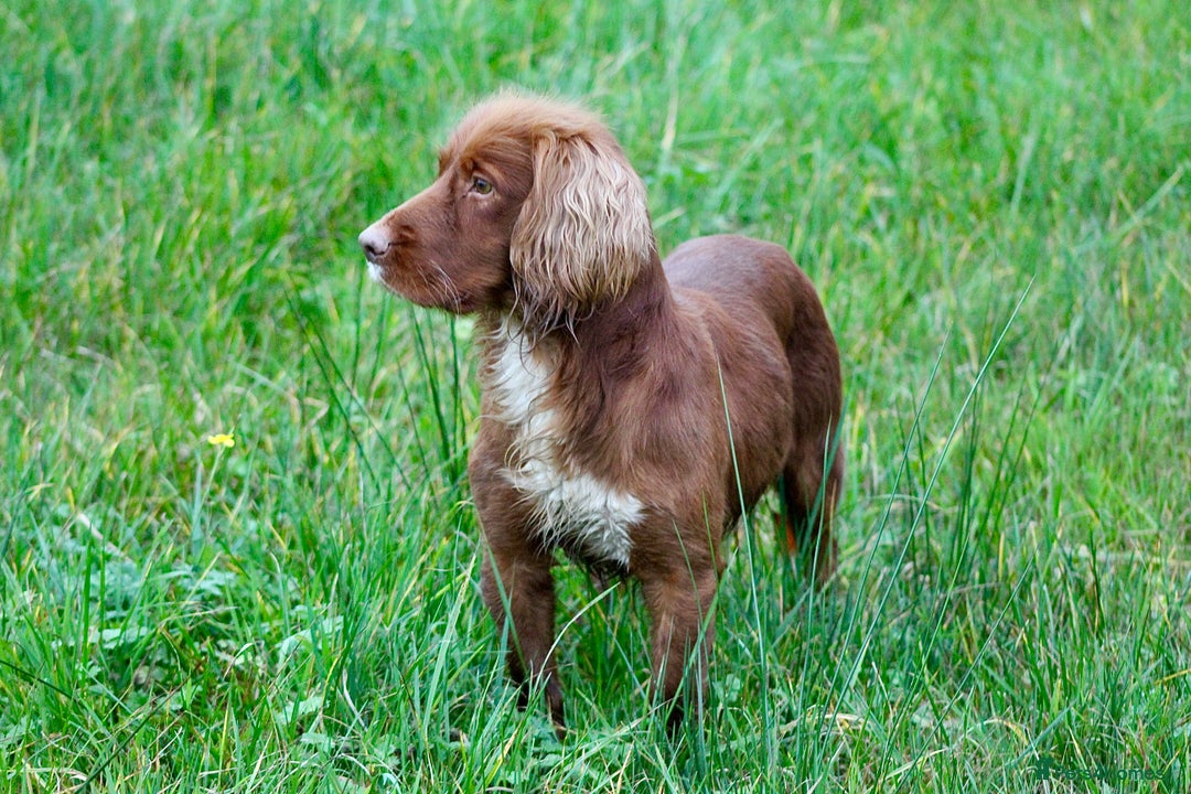 Labrador Retriever dogs for sale: 3 VERY DARK RED W/COCKER SPANIEL BOYS AVAILABLE  - Image 14