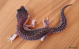 Leopard Gecko reptiles for sale: Baby Leopard Gecko - Mack Super Snow Morph - Image 3