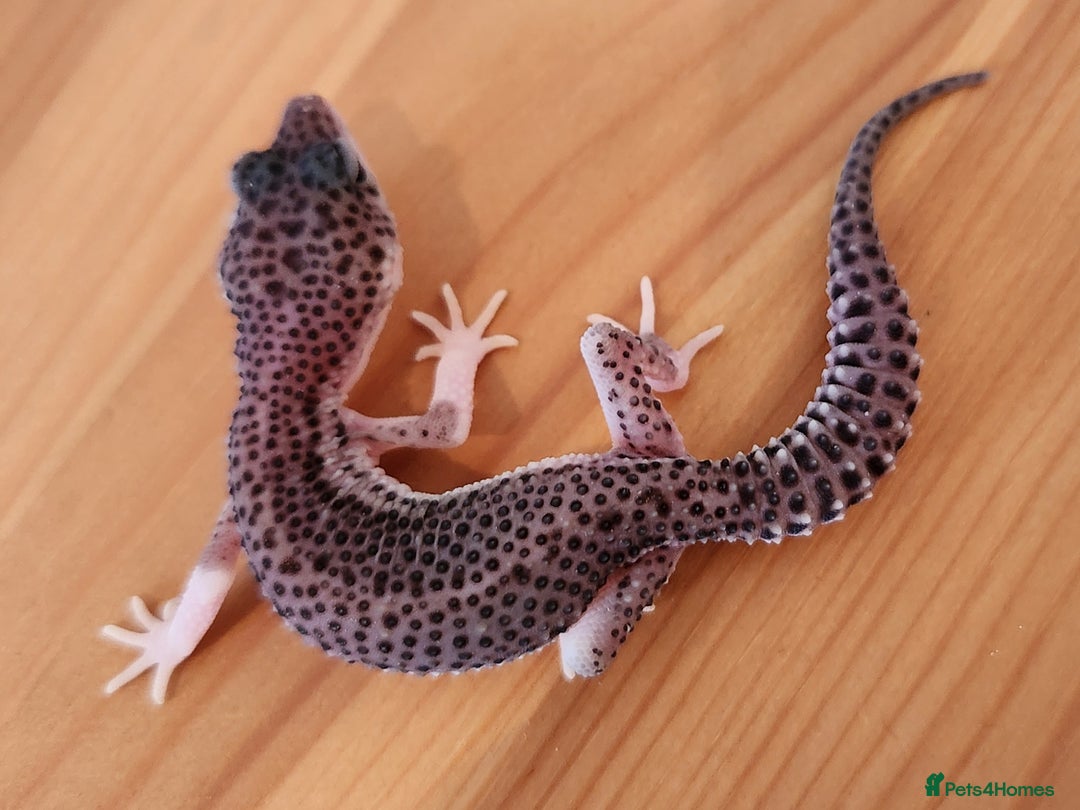 Leopard Gecko reptiles for sale: Baby Leopard Gecko - Mack Super Snow Morph - Image 3