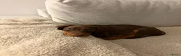 Dobermann dogs for sale: KC Registered Dobermann Puppy – 9 Weeks in Chatteris - Advert 8