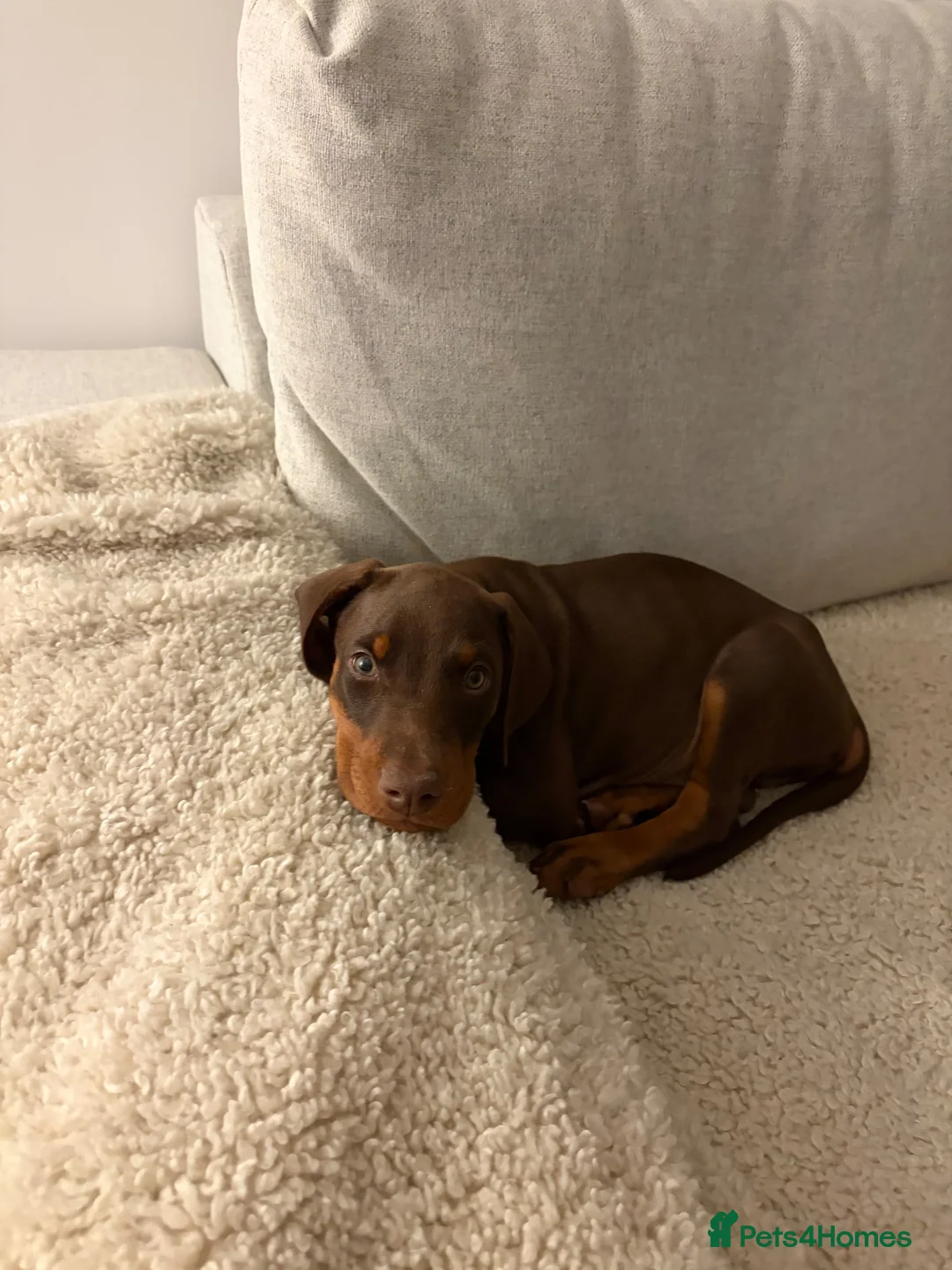 Dobermann dogs for sale: KC Registered Dobermann Puppy – 9 Weeks in Chatteris - Advert 8