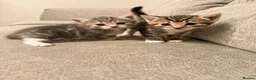 Mixed Breed cats for sale: Beautiful tabby girl  - Advert 2
