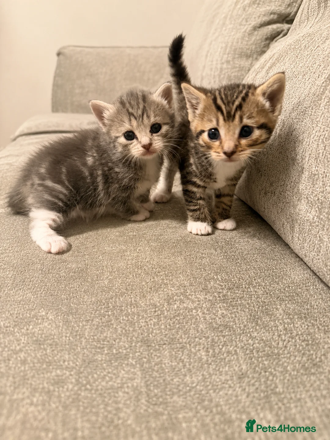 Mixed Breed cats for sale: Beautiful tabby girl  - Advert 2