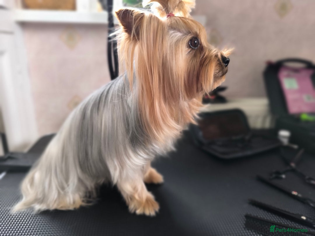 Yorkshire Terrier dogs for sale: Pedigree Yorkshire Terrier Puppies - Advert 12