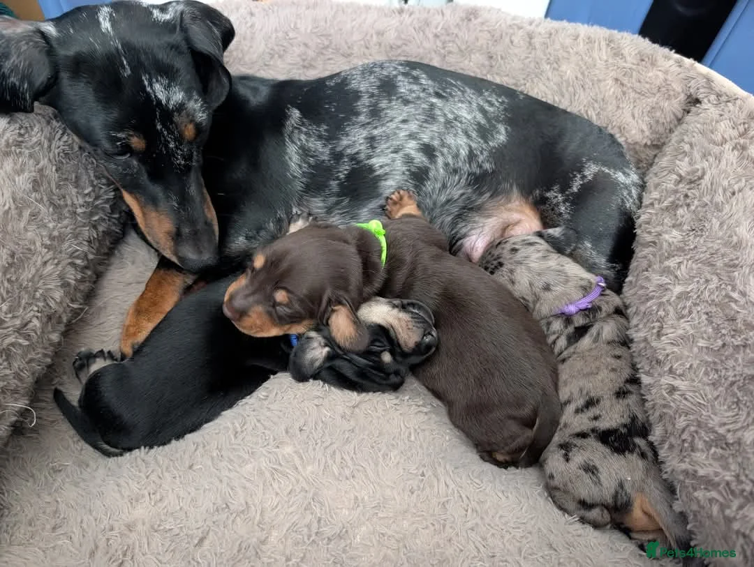 Miniature Dachshund dogs for stud: Smooth Cream Piebald for Stud  in Motherwell - Advert 11