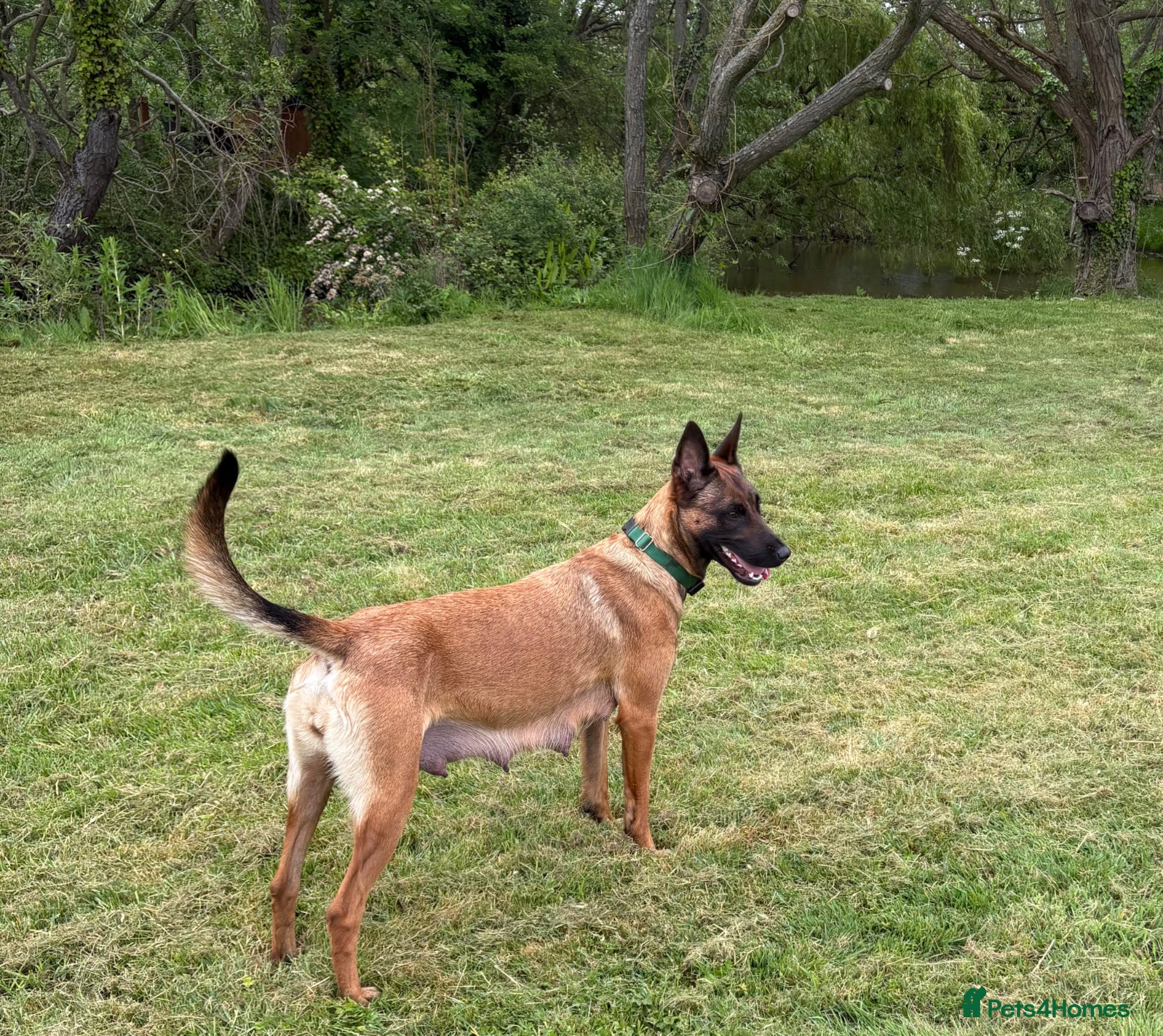 Belgian Shepherd Dog dogs for sale: **READY NOW** Belgian Mallinois Pups - Advert 18