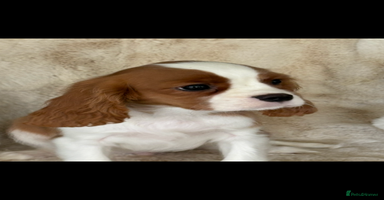 Cavalier King Charles Spaniel dogs - Advert 4