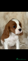 Cavalier King Charles Spaniel dogs - Advert 4