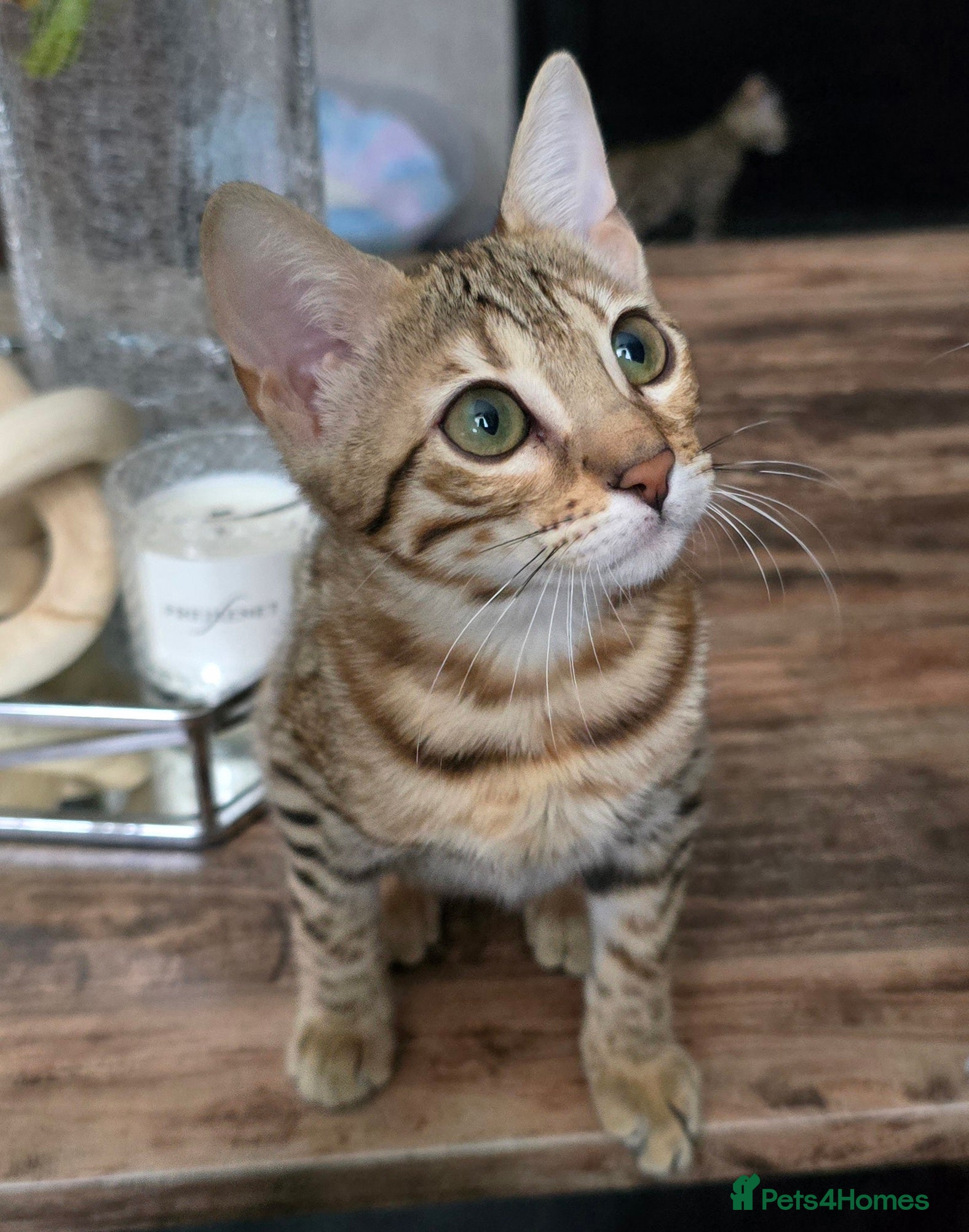Bengal cats Ready NOW.. need go ASAP - Advert 4