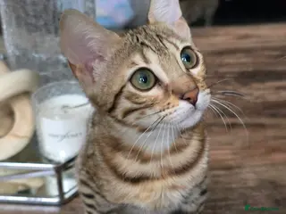 Bengal cats Ready NOW.. need go ASAP - Advert 4
