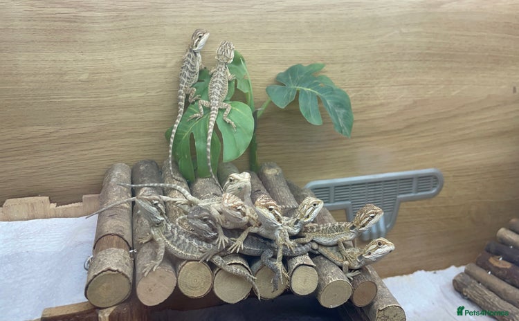 Bearded Dragon reptiles - Advert 1