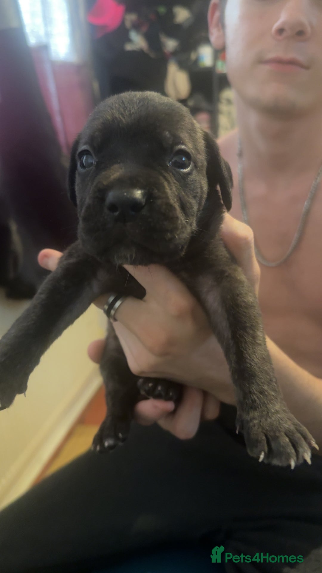 Cane Corso dogs for sale: Puppies - Image 5