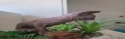Sphynx cats for sale: 🐾 ADORABLE SPHYNX KITTEN BOY FOR SALE 🐾 - Advert 6