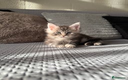 Maine Coon cats for sale: XL Russian Lines TICA registered Maine Coon Boy - Image 9