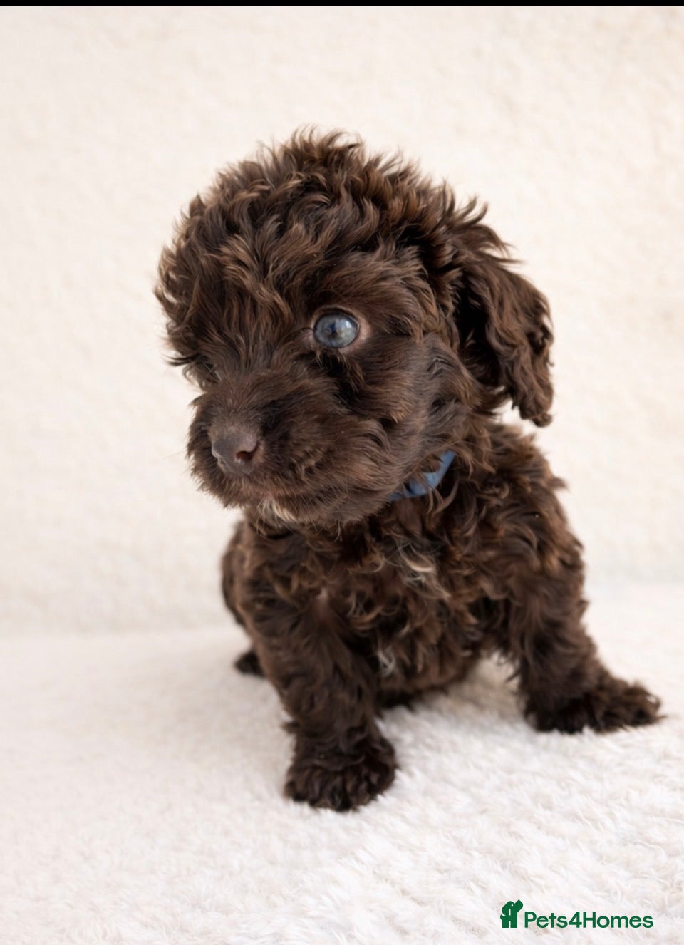 Cockapoo dogs Outstanding F1 Cockapoo Puppies - Advert 3