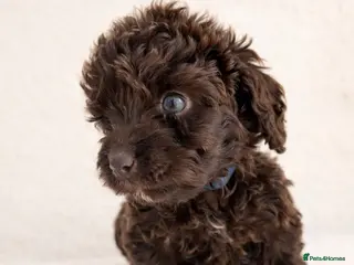 Cockapoo dogs Outstanding F1 Cockapoo Puppies - Advert 3