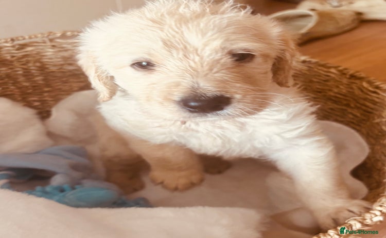 Labradoodle dogs - Advert 1