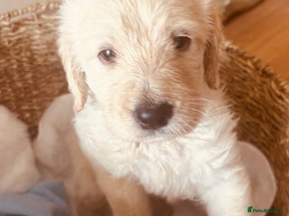 Labradoodle dogs - Advert 28