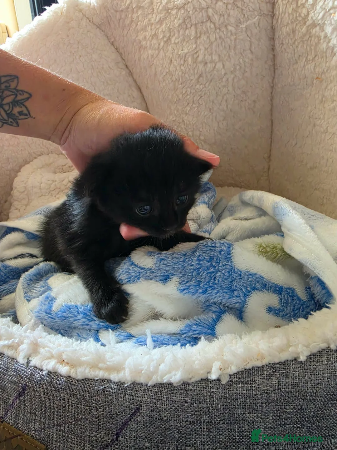 Mixed Breed cats for sale: Sweet sweet babies  - Advert 6