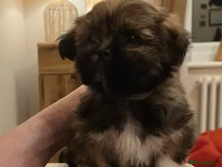 Lhasa Apso dogs Lhasa Apso Only 1 Boy For Sale PARENTS PRA4 CLEAR - Advert 2