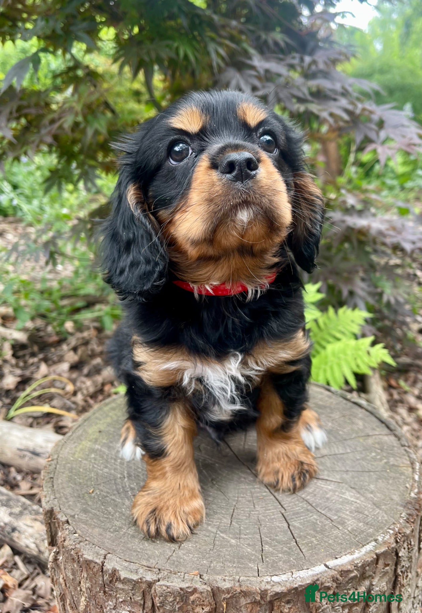 Cavalier King Charles Spaniel dogs Quality Cavalier King Charles puppy  - Advert 1