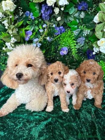 Miniature Poodle dogs - Advert 9