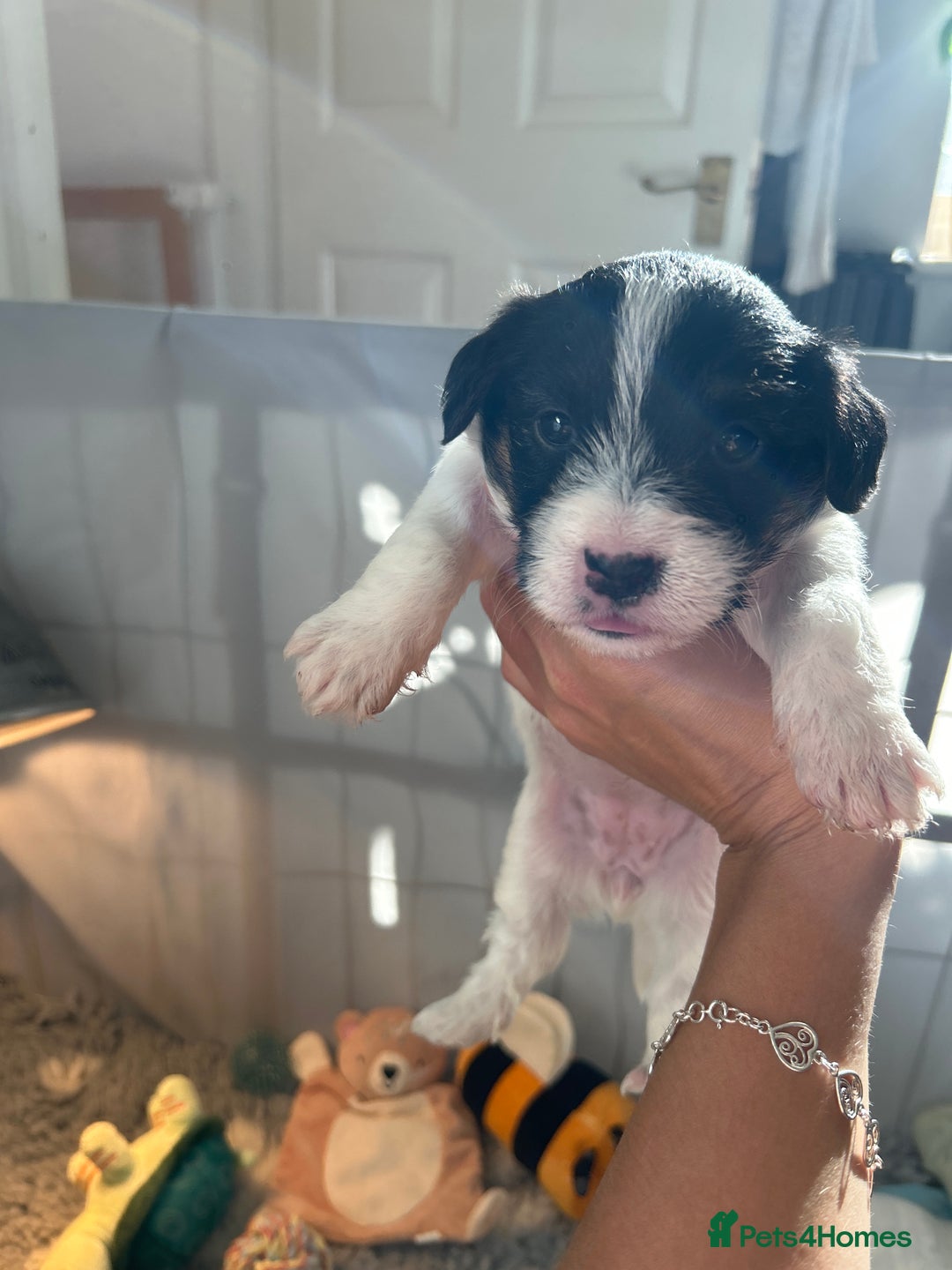 Sealyham Terrier dogs for sale: Sealyham terrier crosses 1 boy available  - Advert 13