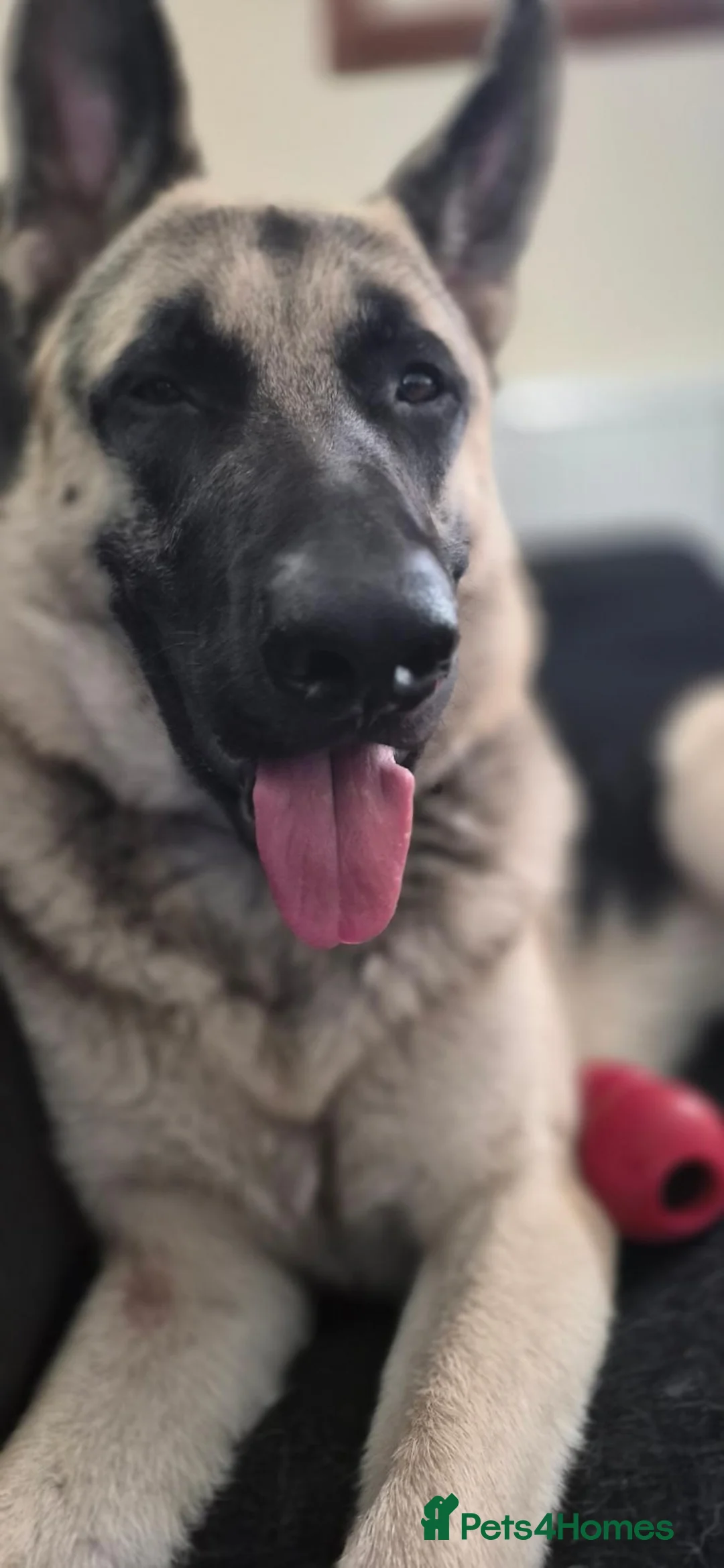 German Shepherd dogs for sale: East European Shepherd  in Porthmadog - Advert 2