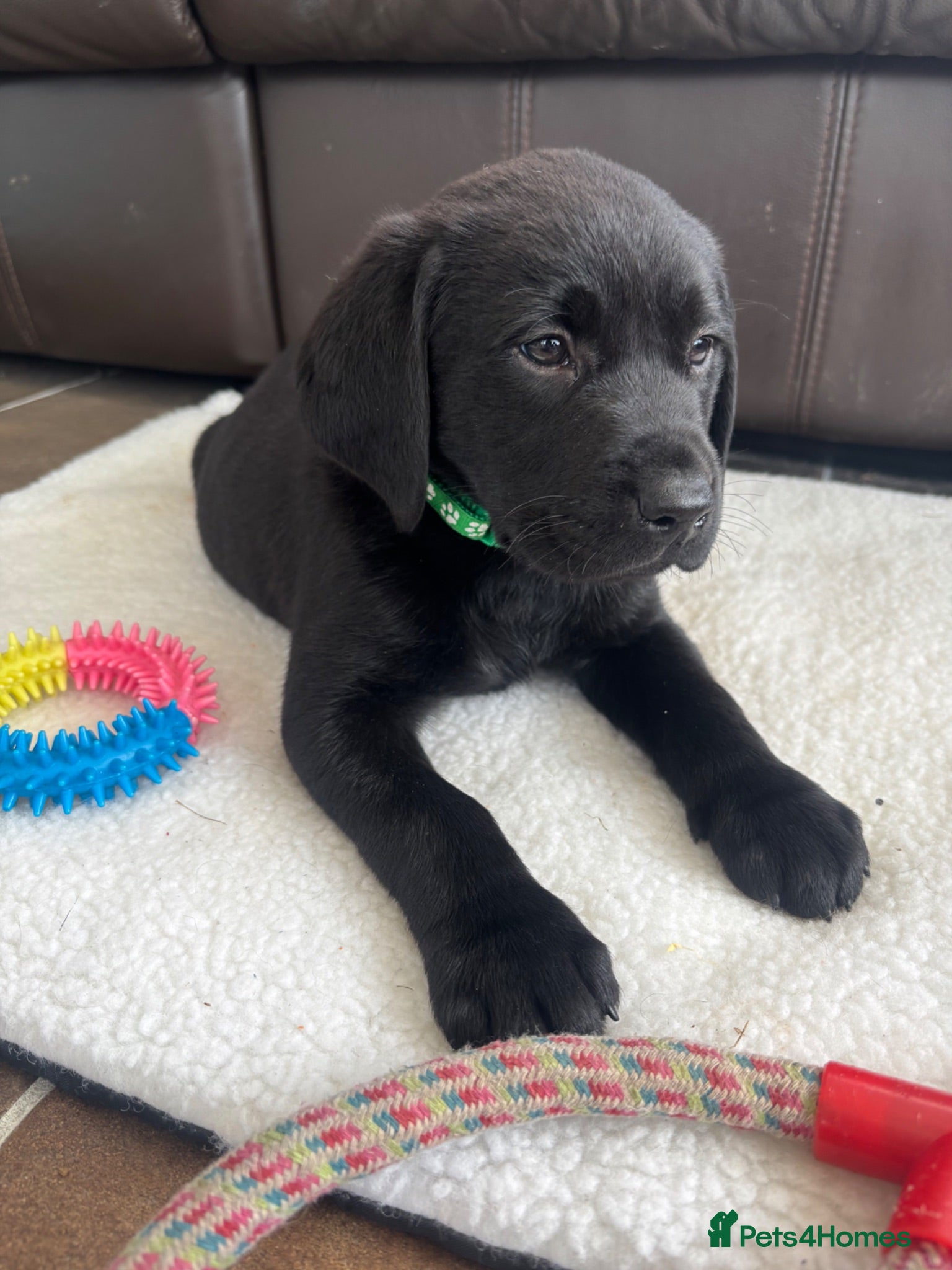 Labrador Retriever dogs KC Labrador Puppies - Advert 2