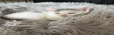 Mixed Breed Kitten 1