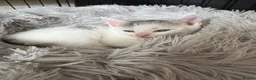 Mixed Breed cats for sale: 4 kittens for sale  - Advert 2