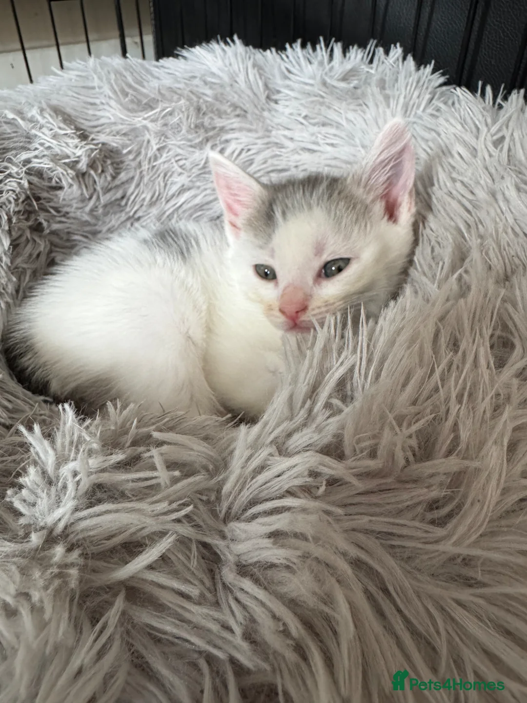 Mixed Breed cats for sale: 4 kittens for sale  - Advert 2