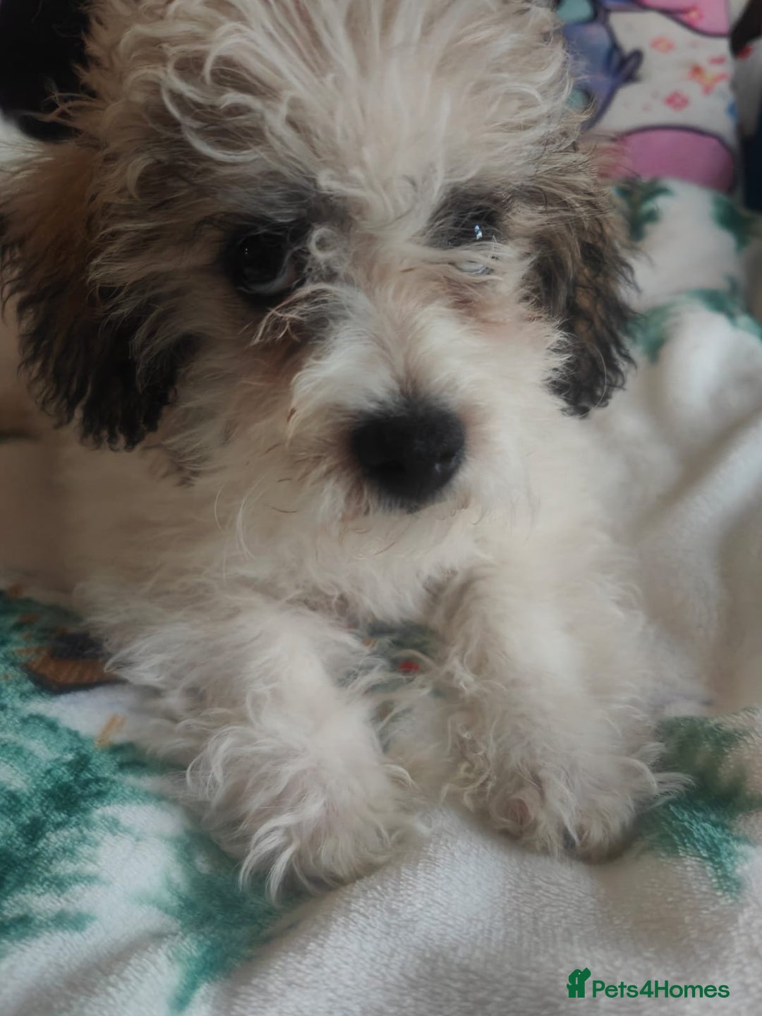 Maltipoo dogs for sale: Maltipoo Puppy - Advert 4