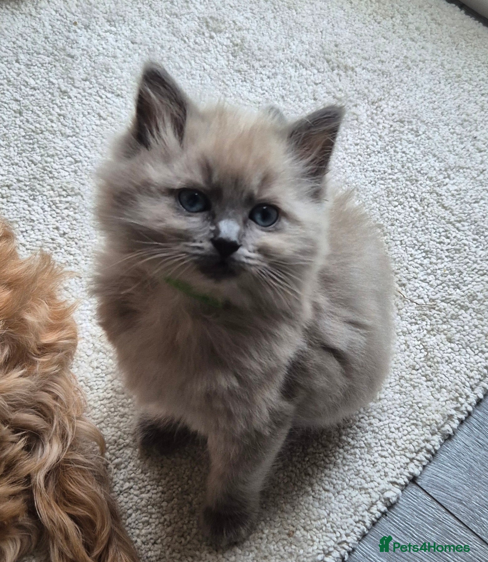 Ragdoll cats Beautiful ragdoll kittens  - Advert 5