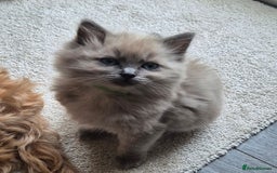 Ragdoll cats for sale: Beautiful ragdoll kittens  - Image 1