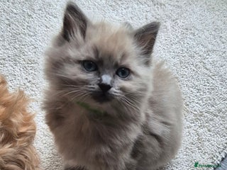 Ragdoll cats - Advert 9