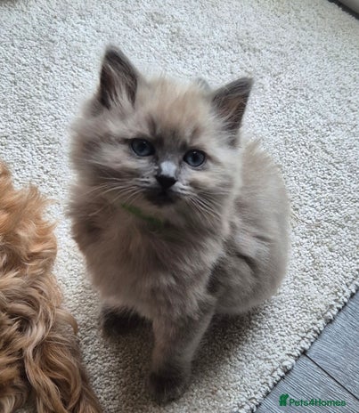 Ragdoll cats - Advert 4