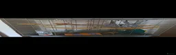 Rat rodents for sale: Male rats with cage  - Advert 2