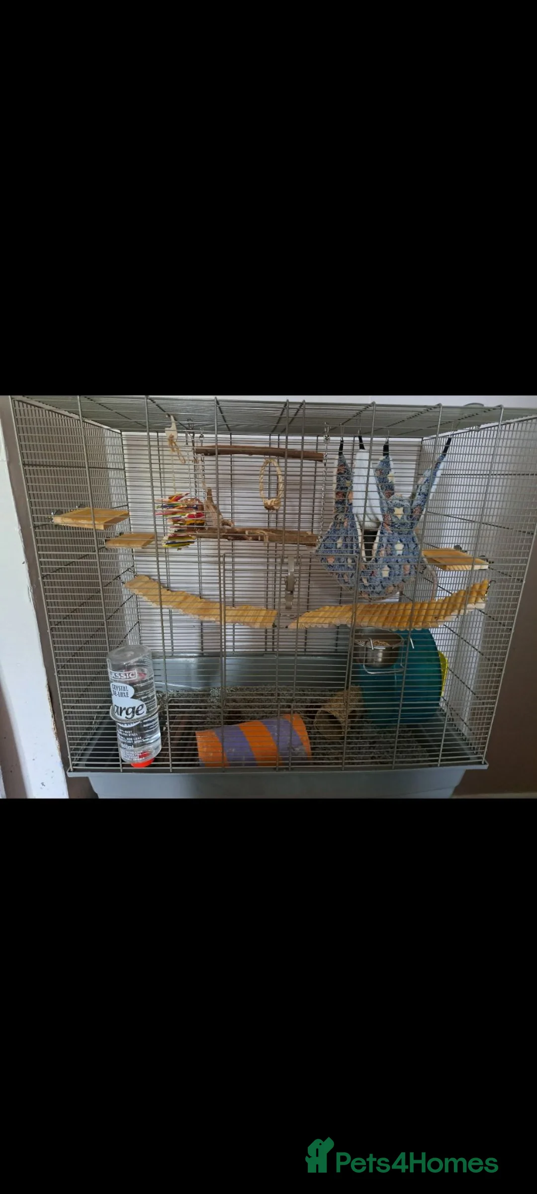 Rat rodents for sale: Male rats with cage  - Advert 2