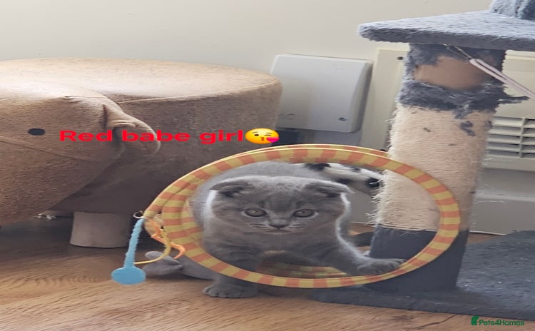 Scottish Fold cats - Advert 11
